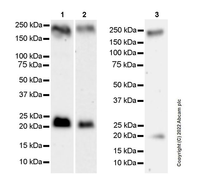 Western blot - Anti-Jagged1 antibody [EPR26134-17] (AB300561), expandable thumbnail