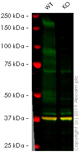 Western blot - Anti-Jagged1 antibody [EPR4290] (AB109536), expandable thumbnail