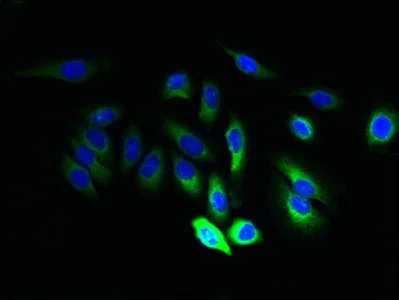Immunocytochemistry/ Immunofluorescence - Anti-JAGN1 antibody (AB237735)