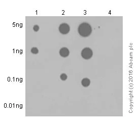 Dot Blot - Anti-JAK1 (phospho Y1034 + Y1035) antibody [EPR1899(2)] - BSA and Azide free (AB203784)