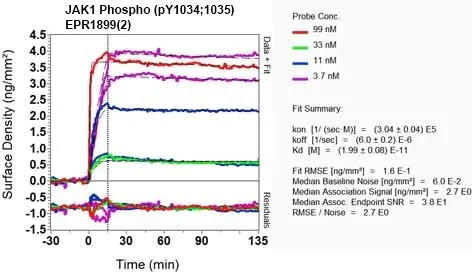 OI-RD Scanning - Anti-JAK1 (phospho Y1034 + Y1035) antibody [EPR1899(2)] - BSA and Azide free (AB203784)