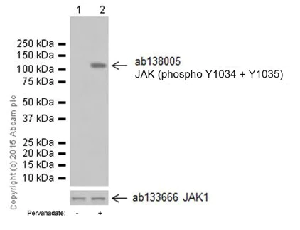 Western blot - Anti-JAK1 (phospho Y1034 + Y1035) antibody [EPR1899(2)] - BSA and Azide free (AB203784)