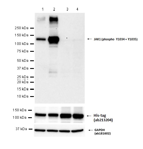 Anti-JAK1 (phospho Y1034 + Y1035) antibody [EPR1899(2)] - BSA and Azide free