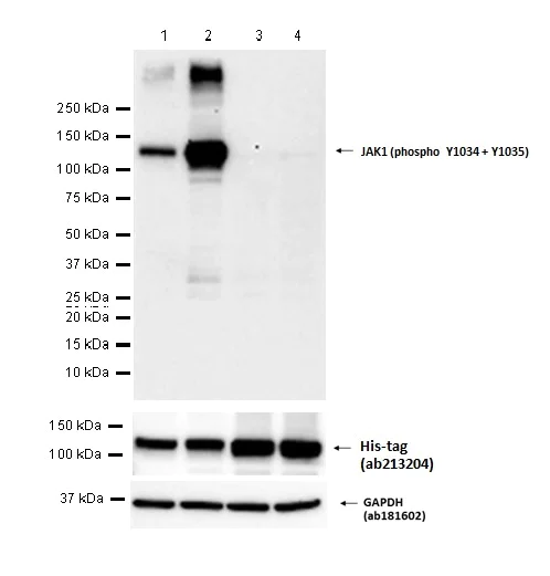 Western blot - Anti-JAK1 (phospho Y1034 + Y1035) antibody [EPR1899(2)] - BSA and Azide free (AB203784)