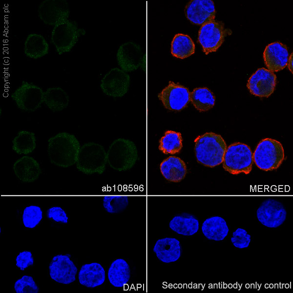 Immunocytochemistry/ Immunofluorescence - Anti-JAK2 antibody [EPR108(2)] - BSA and Azide free (AB170718), expandable thumbnail
