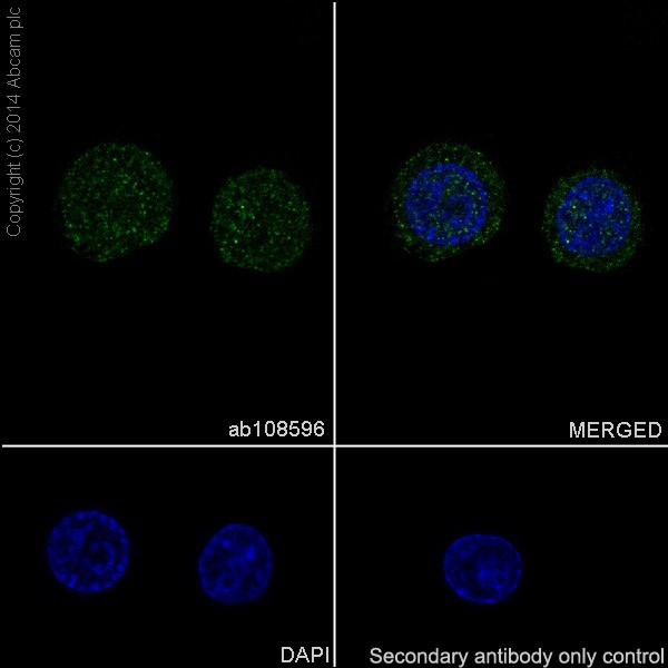 Immunocytochemistry/ Immunofluorescence - Anti-JAK2 antibody [EPR108(2)] - BSA and Azide free (AB170718), expandable thumbnail