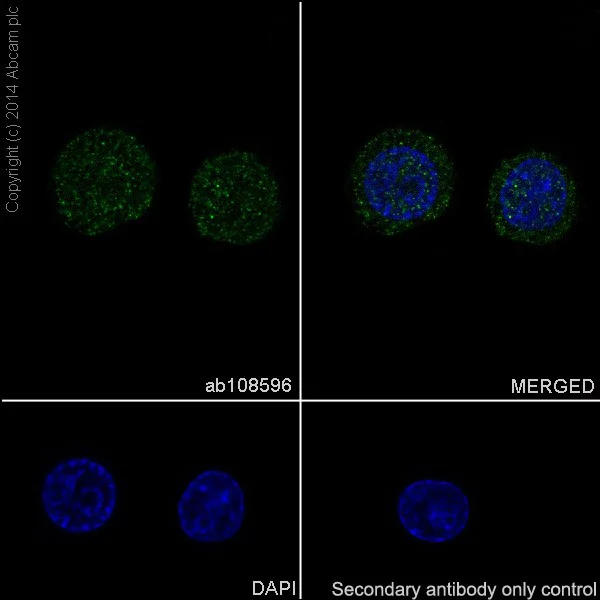 Immunocytochemistry/ Immunofluorescence - Anti-JAK2 antibody [EPR108(2)] - BSA and Azide free (AB170718)