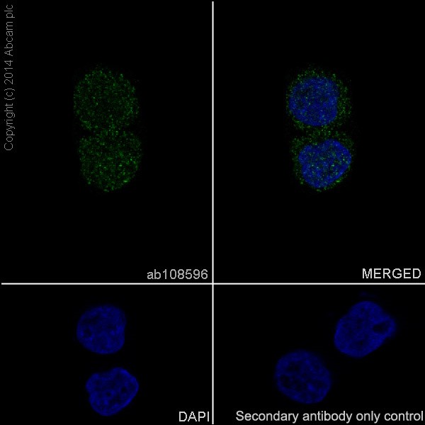 Immunocytochemistry/ Immunofluorescence - Anti-JAK2 antibody [EPR108(2)] - BSA and Azide free (AB170718), expandable thumbnail