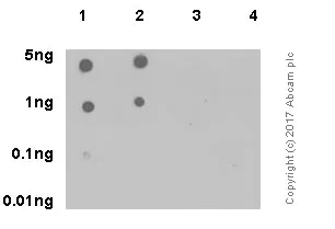 Dot Blot - Anti-JAK2 (phospho Y1007 + Y1008) + JAK1 (phospho Y1034 + Y1035) antibody [E132] (AB32101)