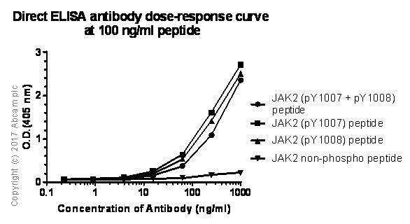 ELISA - Anti-JAK2 (phospho Y1007 + Y1008) + JAK1 (phospho Y1034 + Y1035) antibody [E132] - BSA and Azide free (AB219728), expandable thumbnail