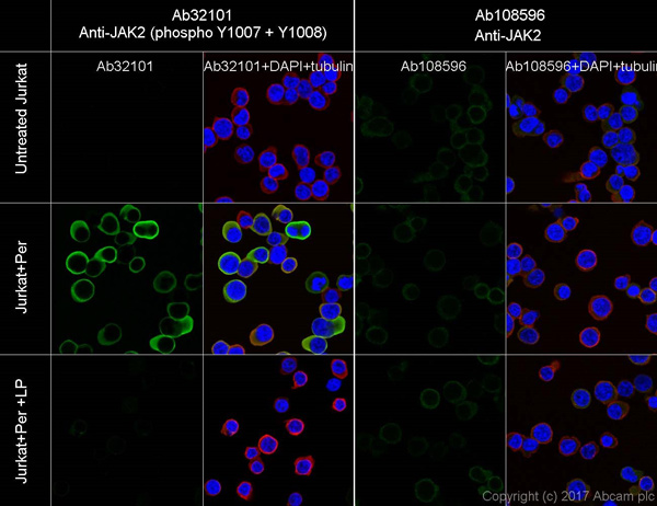 Immunocytochemistry/ Immunofluorescence - Anti-JAK2 (phospho Y1007 + Y1008) + JAK1 (phospho Y1034 + Y1035) antibody [E132] - BSA and Azide free (AB219728), expandable thumbnail