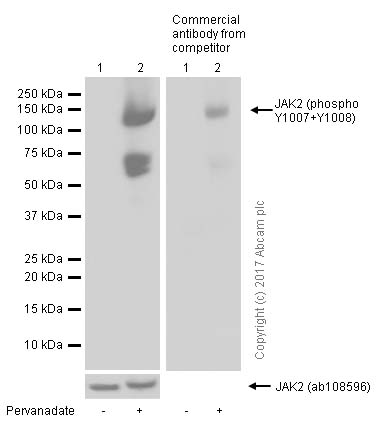 Western blot - Anti-JAK2 (phospho Y1007 + Y1008) + JAK1 (phospho Y1034 + Y1035) antibody [E132] - BSA and Azide free (AB219728), expandable thumbnail