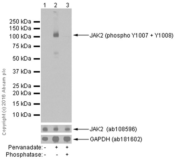 Western blot - Anti-JAK2 (phospho Y1007 + Y1008) + JAK1 (phospho Y1034 + Y1035) antibody [E132] - BSA and Azide free (AB219728), expandable thumbnail
