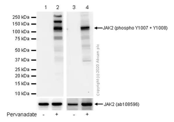 Western blot - Anti-JAK2 (phospho Y1007 + Y1008) + JAK1 (phospho Y1034 + Y1035) antibody [E132] - BSA and Azide free (ab219728), expandable thumbnail