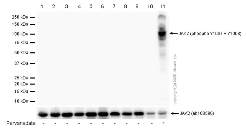 Western blot - Anti-JAK2 (phospho Y1007 + Y1008) + JAK1 (phospho Y1034 + Y1035) antibody [E132] - BSA and Azide free (ab219728), expandable thumbnail