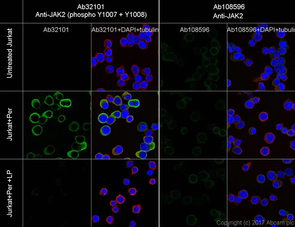 Immunocytochemistry/ Immunofluorescence - Anti-JAK2 (phospho Y1007 + Y1008) + JAK1 (phospho Y1034 + Y1035) antibody [E132] - BSA & Azide free (AB219728)