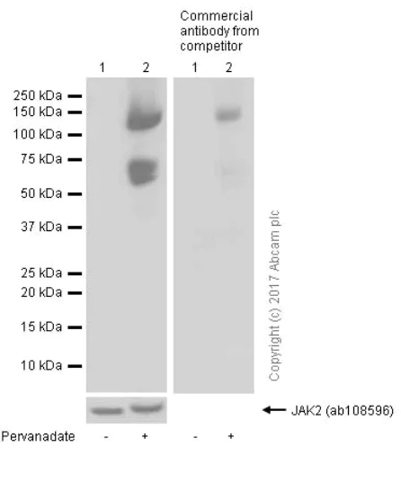 Western blot - Anti-JAK2 (phospho Y1007 + Y1008) + JAK1 (phospho Y1034 + Y1035) antibody [E132] - BSA and Azide free (AB219728)