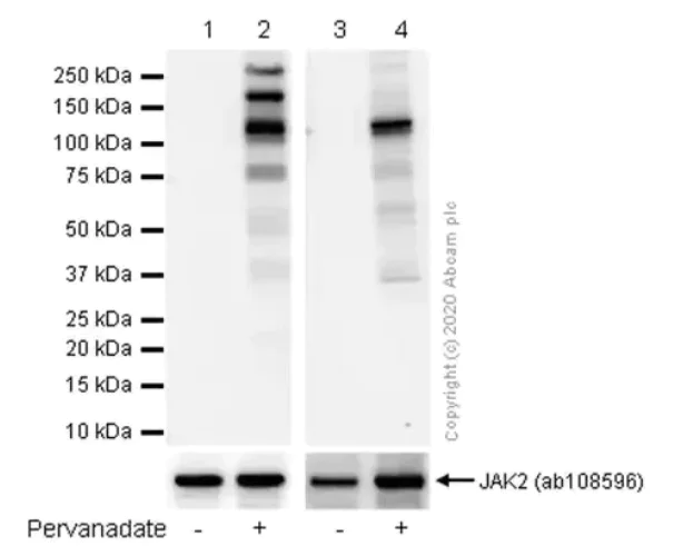 Western blot - Anti-JAK2 (phospho Y1007 + Y1008) + JAK1 (phospho Y1034 + Y1035) antibody [E132] - BSA and Azide free (AB219728)