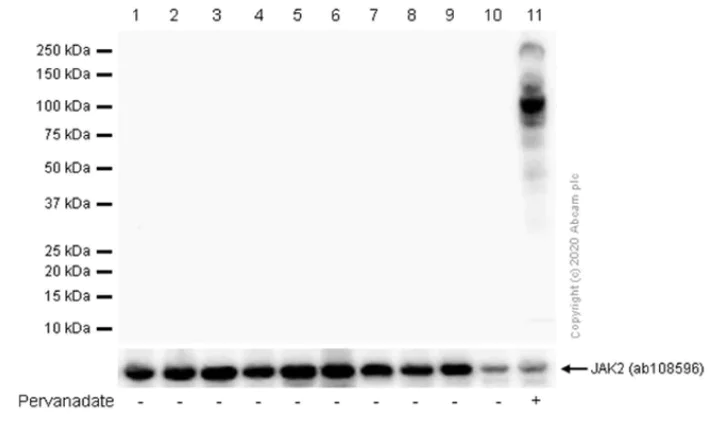 Western blot - Anti-JAK2 (phospho Y1007 + Y1008) + JAK1 (phospho Y1034 + Y1035) antibody [E132] - BSA and Azide free (AB219728)