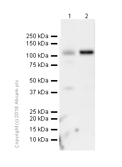 Western blot - Anti-JAK3 antibody [EP909Y] (AB45141)