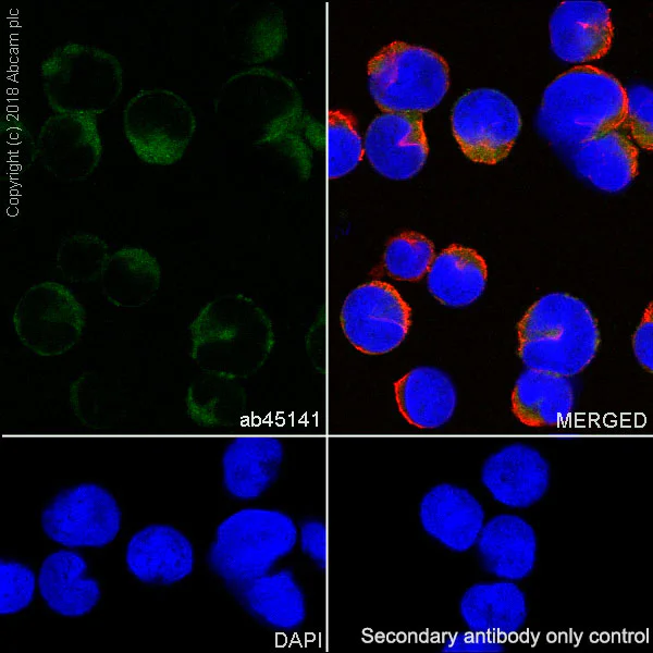 Immunocytochemistry/ Immunofluorescence - Anti-JAK3 antibody [EP909Y] - BSA and Azide free (AB232005)