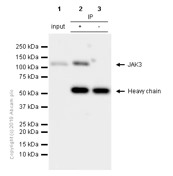 Immunoprecipitation - Anti-JAK3 antibody [EP909Y] - BSA and Azide free (AB232005)
