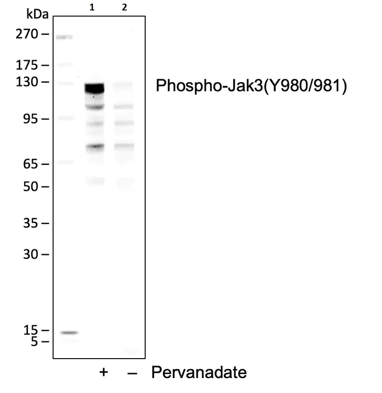 Western blot - Anti-JAK3 (phospho Y980 + Y981) antibody [JAK3Y980981-E10] (AB278789)