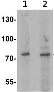 Western blot - Anti-JAKMIP1 antibody (AB211296)