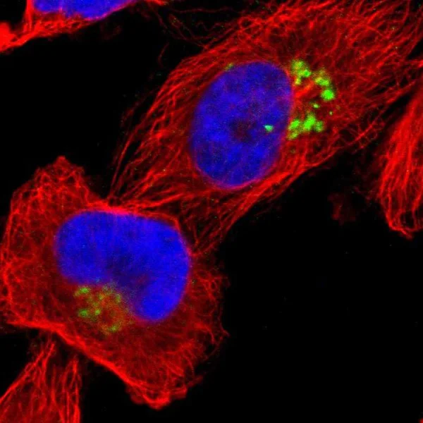 Immunocytochemistry/ Immunofluorescence - Anti-JAM-C antibody (AB224327)