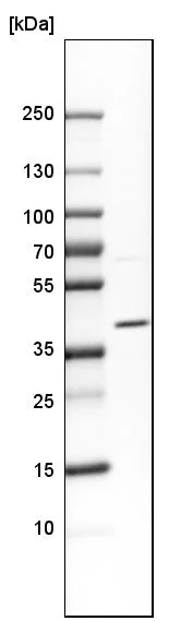 Western blot - Anti-JAM-C antibody (AB224327)