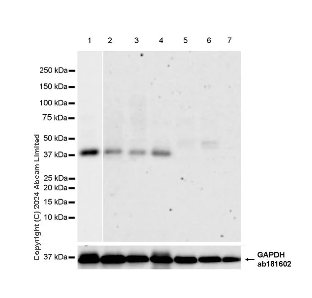 Western blot - Anti-JAM-C antibody [EPR29224-576] - BSA and Azide free (AB318985)