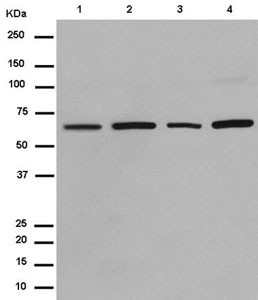 Western blot - Anti-JAML antibody [EPR15289] (AB183714)