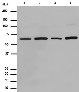 Western blot - Anti-JAML antibody [EPR15289] (AB183714)