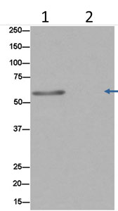 Immunoprecipitation - Anti-JAML antibody [EPR15289] - BSA and Azide free (AB232632), expandable thumbnail