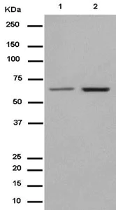 Western blot - Anti-JAML antibody [EPR15289] - BSA and Azide free (AB232632)
