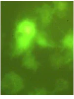 Immunocytochemistry/ Immunofluorescence - Anti-Japanese encephalitis virus antibody (AB26950)