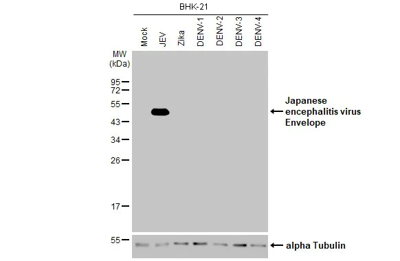 Western blot - Anti-Japanese encephalitis virus Envelope antibody [HL2517] (AB317240)