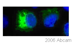Immunocytochemistry/ Immunofluorescence - Anti-Japanese encephalitis virus NS1 glycoprotein antibody [MV12/2/A5-1/6] (AB41651)