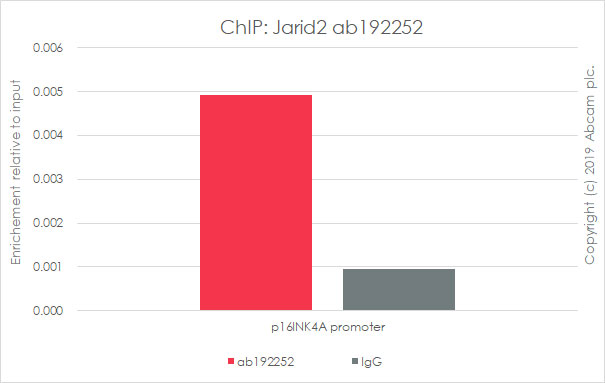 ChIP - Anti-Jarid2 antibody [EPR6357(2)] - BSA and Azide free (AB251123), expandable thumbnail
