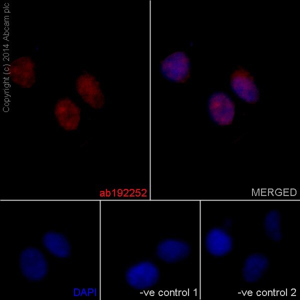 Immunocytochemistry/ Immunofluorescence - Anti-Jarid2 antibody [EPR6357(2)] - BSA and Azide free (AB251123), expandable thumbnail
