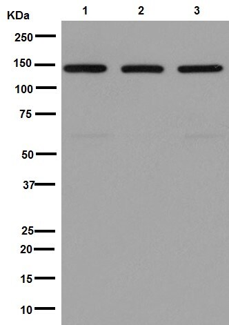 Western blot - Anti-Jarid2 antibody [EPR6357(2)] - BSA and Azide free (AB251123), expandable thumbnail