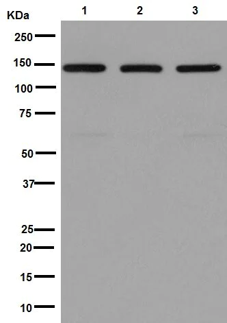 Western blot - Anti-Jarid2 antibody [EPR6357(2)] - BSA and Azide free (AB251123)
