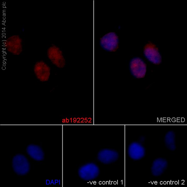Immunocytochemistry/ Immunofluorescence - Anti-Jarid2 antibody [EPR6357(2)] - ChIP Grade (AB192252)