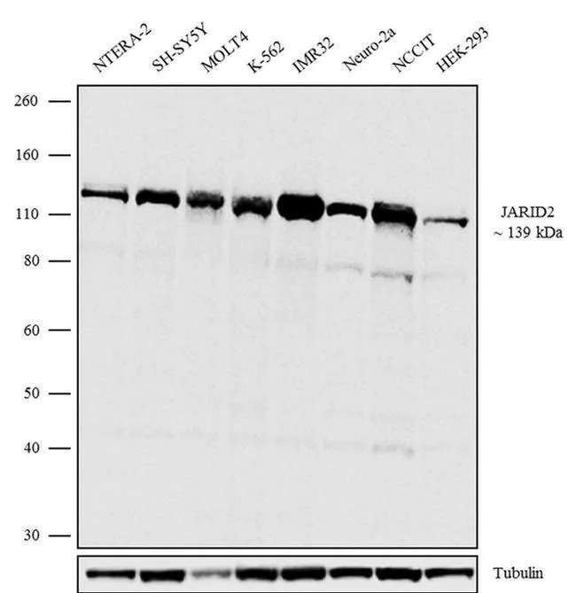 Western blot - Anti-Jarid2 antibody [RP23040193] (AB308119)