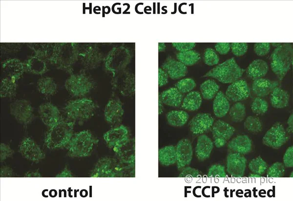 Functional Studies - JC-1 - Mitochondrial Membrane Potential Assay Kit (AB113850)