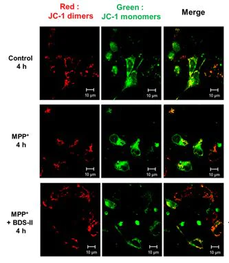 Functional Studies - JC-1 - Mitochondrial Membrane Potential Assay Kit (AB113850)