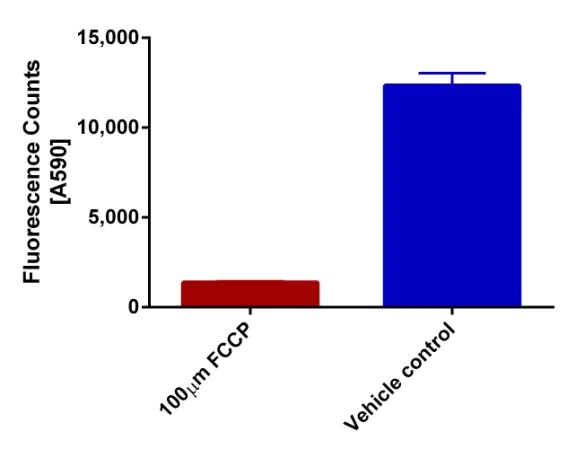 Functional Studies - JC-1 - Mitochondrial Membrane Potential Assay Kit (AB288313)