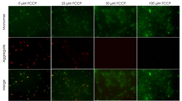 Functional Studies - JC-1 - Mitochondrial Membrane Potential Assay Kit (AB288313)