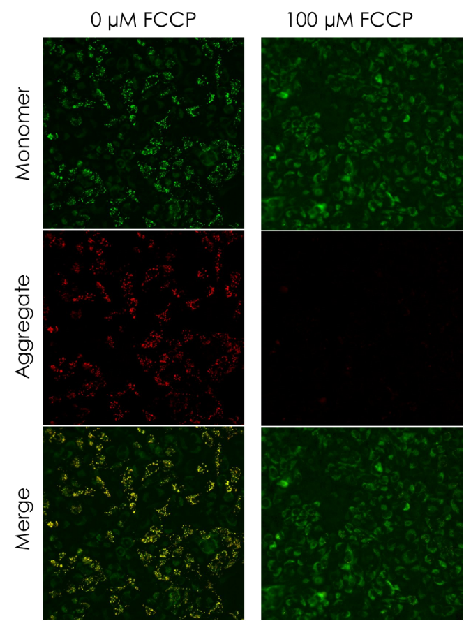 JC-1 - Mitochondrial Membrane Potential Assay Kit (ab288313) | Abcam