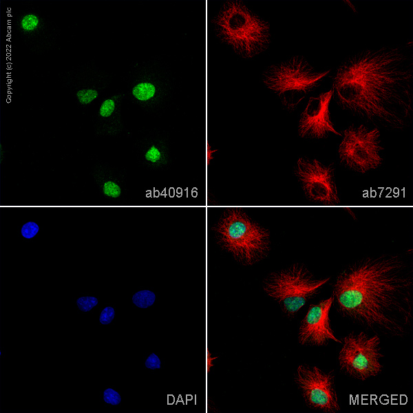 Immunocytochemistry/ Immunofluorescence - Anti-JDP2 antibody (AB40916)